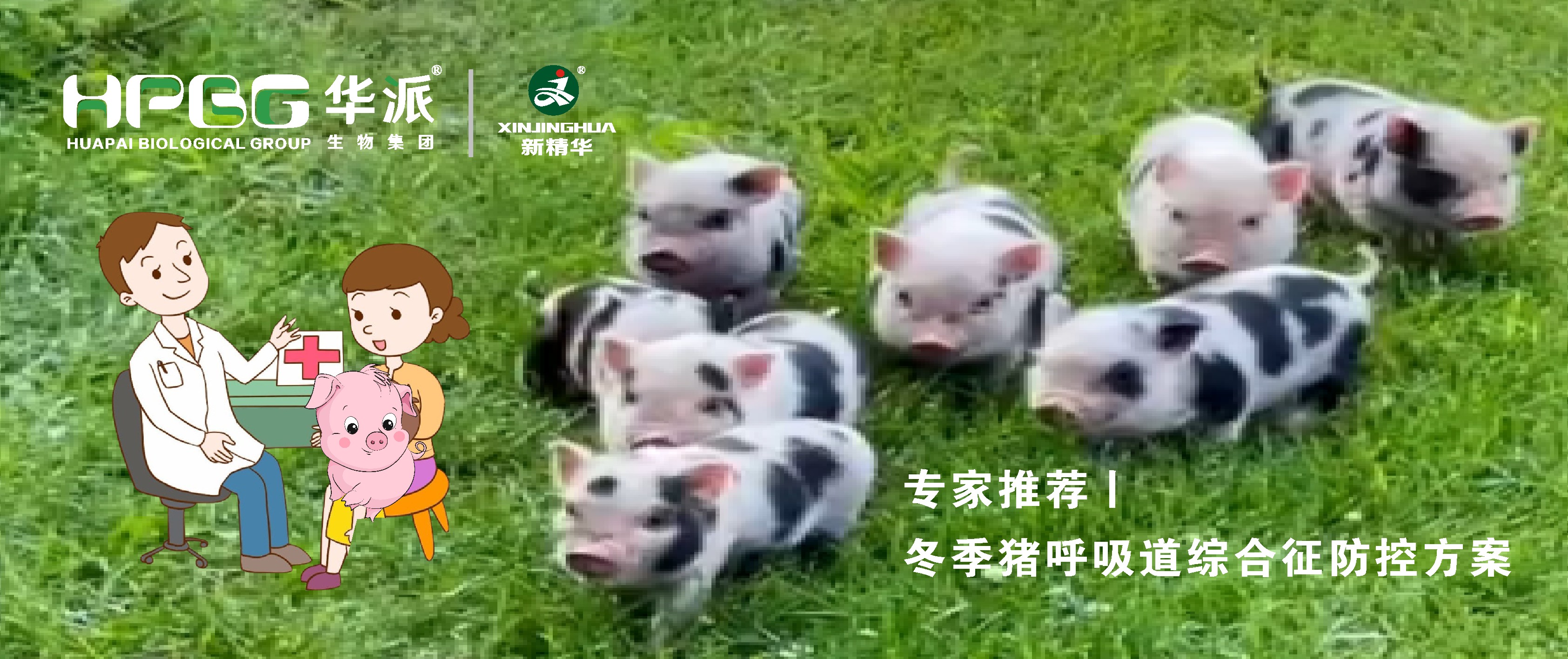 视频丨冬季猪呼吸道综合征防控计划，，，请收好&hellip;&hellip;