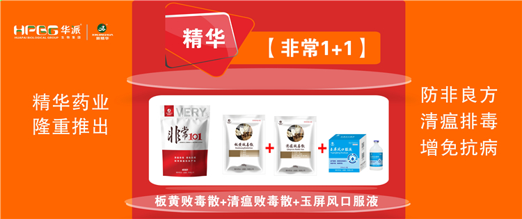 科普：非洲猪瘟防控步伐 |【很是1+1】防非良方, 清瘟排毒、增免抗病，，，加速猪瘟抗体爆发!